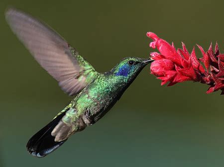 Mexican Violetear - Colibri thalassinus