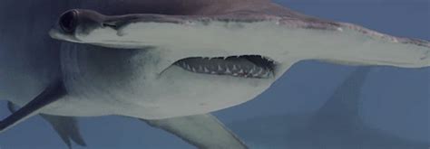 Hammerhead Shark | MATTHEW'S ISLAND