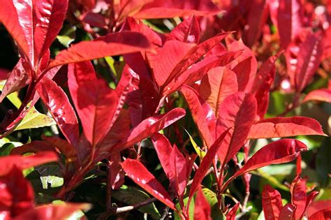 How to Plant and Grow Red Tip Photinia | Gardener’s Path