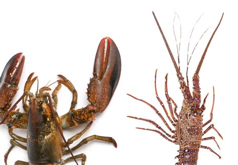 Crayfish Vs Lobster: Key Differences Explained AZ Animals, 40% OFF