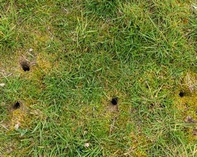 How to Get Rid of Voles | Garden Design