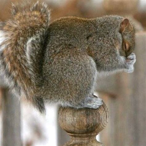 Squirrel crying over lost nuts | Squirrels&Rabbits | Pinterest | Lost, Cute squirrel and Squirrel