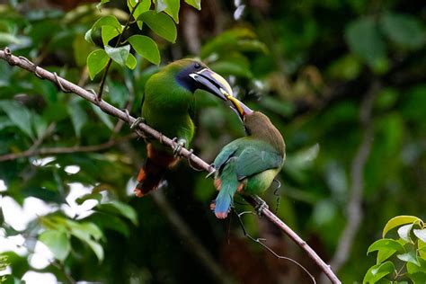 Northern Emerald Toucanet: A Green Wonder in the Cloud Forests