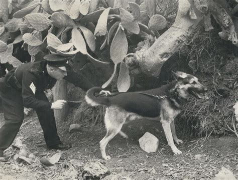 London Police Dogs Arrive In Cyprus To Track Down Photograph by Retro Images Archive - Fine Art ...