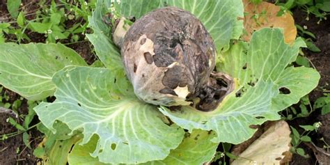 Grey Mould Control: Identifying and treating Botrytis Blight