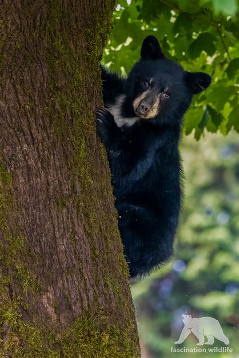 Black Bears Canada - Fascination Wildlife