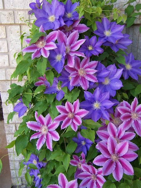 Clematis | 植物栽培, クレマチス, 花畑