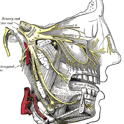 Trigeminal Neuralgia (TN) - What It Is and What It Isn't