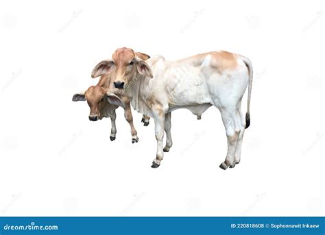 Brahman cattle stock photo. Image of field, domestic - 220818608