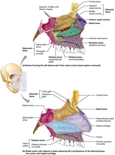 The Skull | Basic anatomy and physiology, Dental anatomy, Diagnostic ...