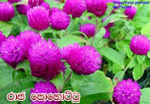 Medicinal plants in sri Lanka(2) | topsecretofthelife