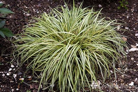 'Gold Strike' Variegated Sedge Grass | Front yard landscaping plans ...