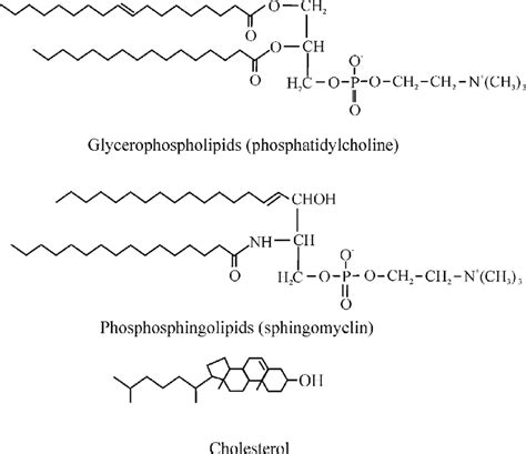 Structure of some of the membrane lipids. | Download Scientific Diagram