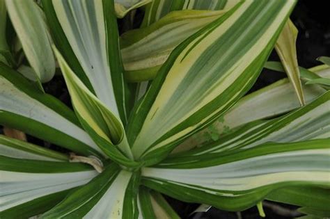 Furcraea gigantea variegata | Planting flowers, Foliage plants, Plants