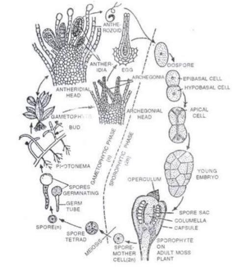 Draw a schematic diagram of life cycle of Funaria - Biology ...