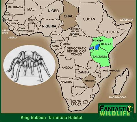 10 Amazing Facts About The King Baboon Tarantula - Fantastic Wildlife