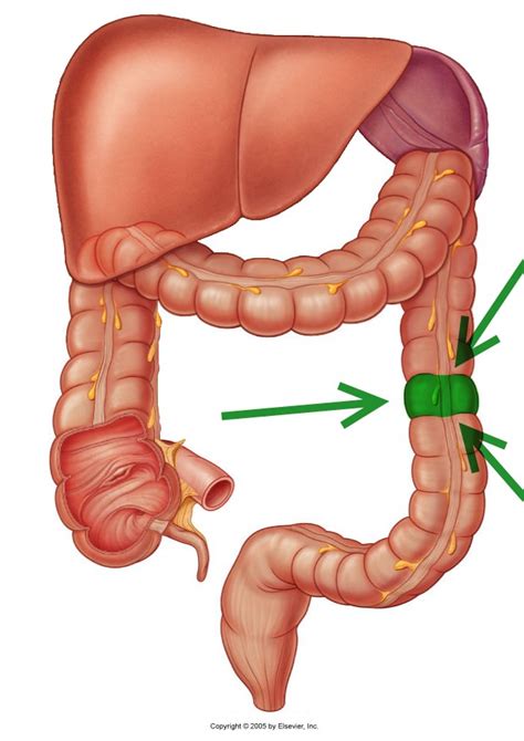 Level 39 - Durham University Medicine (Year One), - Memrise