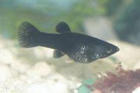 Molly (Poecilia sphenops) - The Free Freshwater and Saltwater Aquarium ...