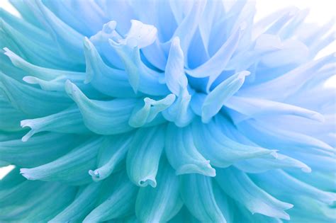 Blue Dahlia Study on Behance