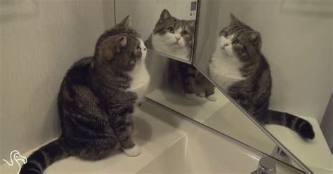 Cats And Mirrors Are Hilarious [VIDEO] - CatTime