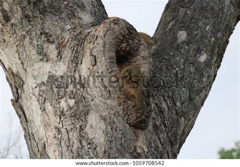 23 Marula Tree Bark Images, Stock Photos, 3D objects, & Vectors | Shutterstock