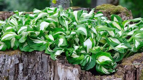 How to Grow Hostas Under Trees – Learn How to Succeed