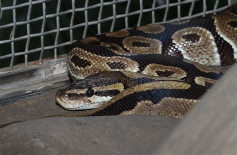 Ball python snake stock photo. Image of wiggle, forked - 55488914