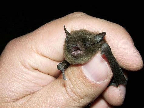 Free picture: indiana, bat, animal, hand, mammal