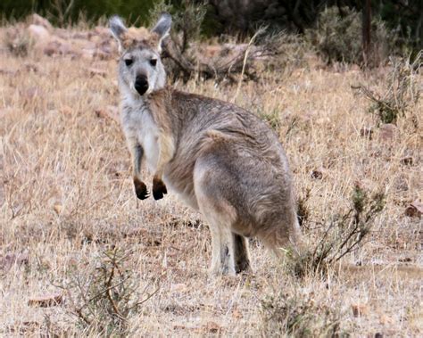 Common Wallaroo - Facts, Diet, Habitat & Pictures on Animalia.bio ...