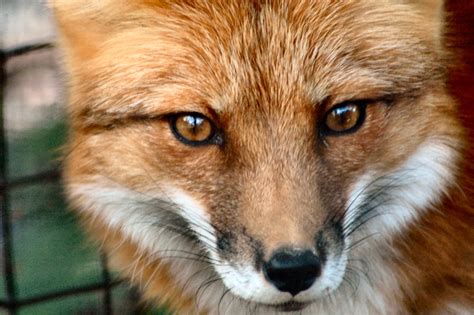 The best blog in ACT: Pet Foxes!