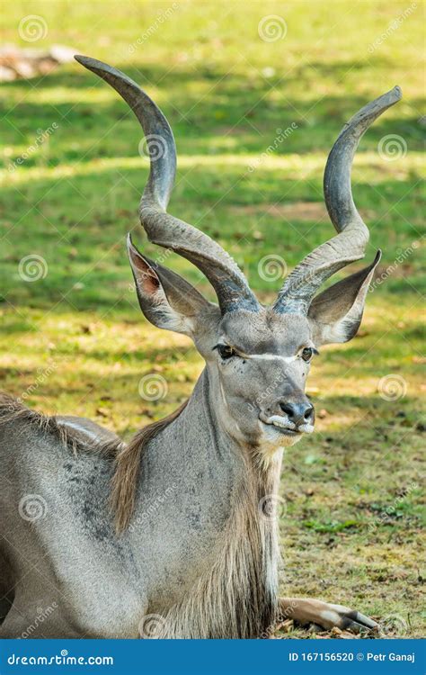 Portrait of Antelope Kudu Male Laying on the Ground and Chewing Stock Photo - Image of kudu ...