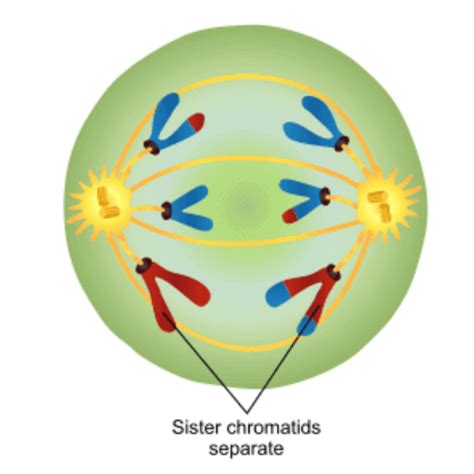 Anaphase of Mitosis and Meiosis (Anaphase I, II), Diagram - PhD Nest