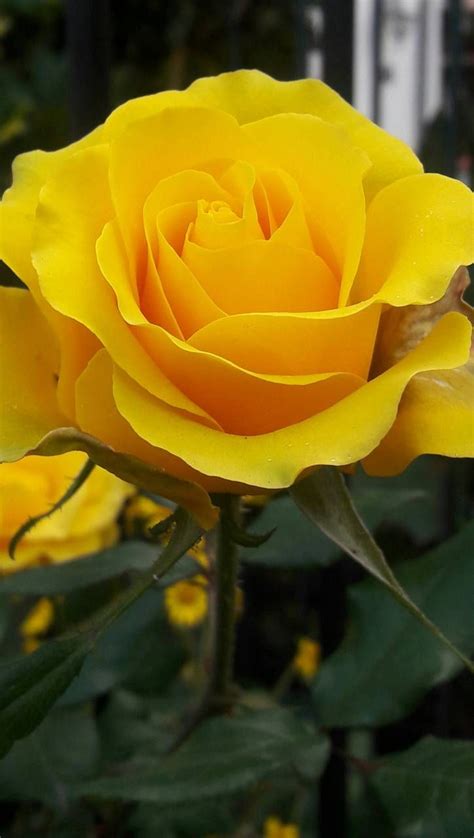 Download Yellow Rose wallpaper by PameMuriel - 1f - Free on ZEDGE™ now. Browse millions ...