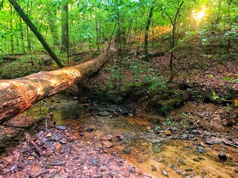 Gallery: State Botanical Garden of Georgia - UGA Today