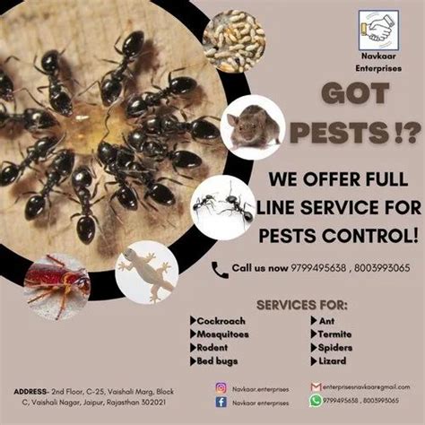 Ants Pest Control Services at Rs 2.12 in Jaipur | ID: 23197725691