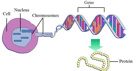 Desafiando a Nomenklatura Científica: A definição evoluída do termo "gene"