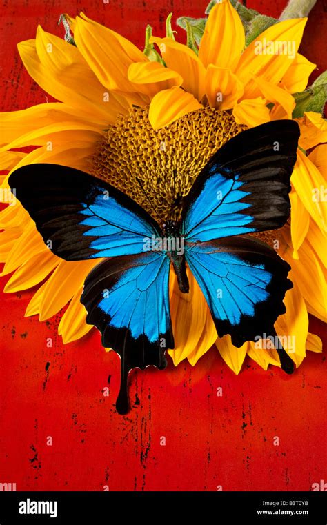 Blue butterfly on sunflower on red background Stock Photo - Alamy