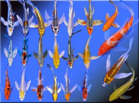 many different colored koi fish swimming together