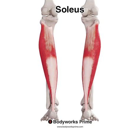 Soleus Muscle Anatomy - Bodyworks Prime