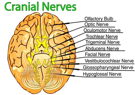 7th Cranial Nerve Anatomy