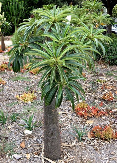 Pachypodium lamerei (Madagascar palm). | Fragrant plant, Fragrant flowers, Cactus garden