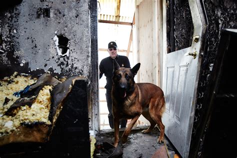 Arson/Accelerant Detection Dogs - Toronto K9 Detection