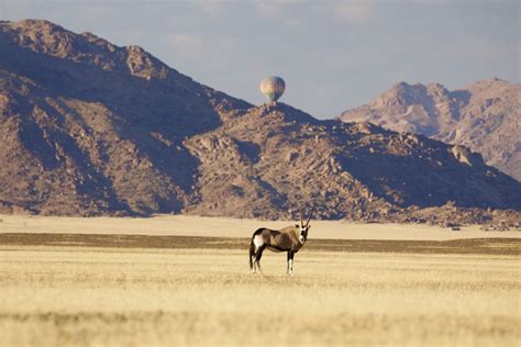 A descending hot air balloon behind an oryx in the Namib desert. | Smithsonian Photo Contest ...