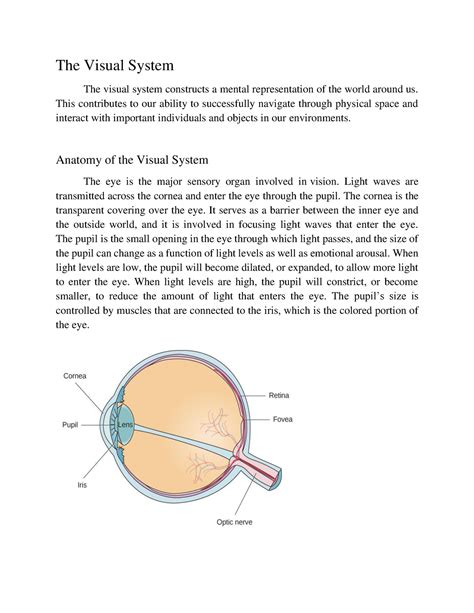 Visual System - Useful - The Visual System The visual system constructs ...