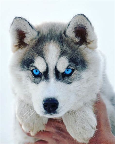 Husky on Instagram: “Use #huskysnow” | Perros lobos bebes, Perros, Perros cachorros