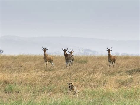 A Cheetah Pair Hunting a Hartebeest Herd Stock Photo - Image of park, savannah: 177667566