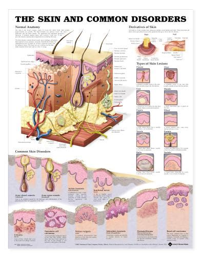 Skin Chart - The Skin and Common Disorders