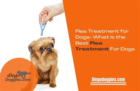 Flea Treatment for Dogs- What Is the Best Flea Treatment For Dogs