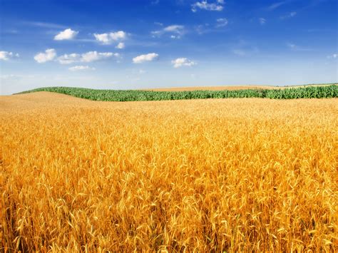 Wheat Field Wallpapers - Wallpaper Cave