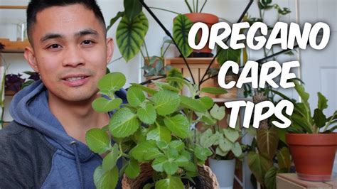 OREGANO| PLANT CARE TIPS - YouTube